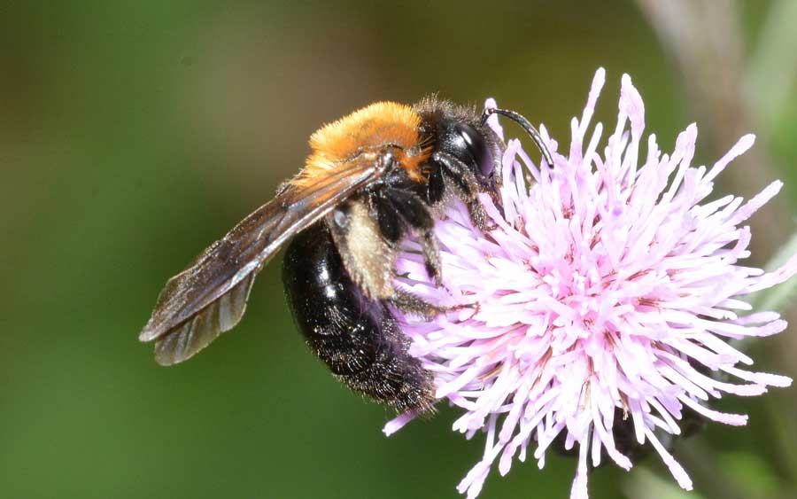 Andrena thoracica, femmina.