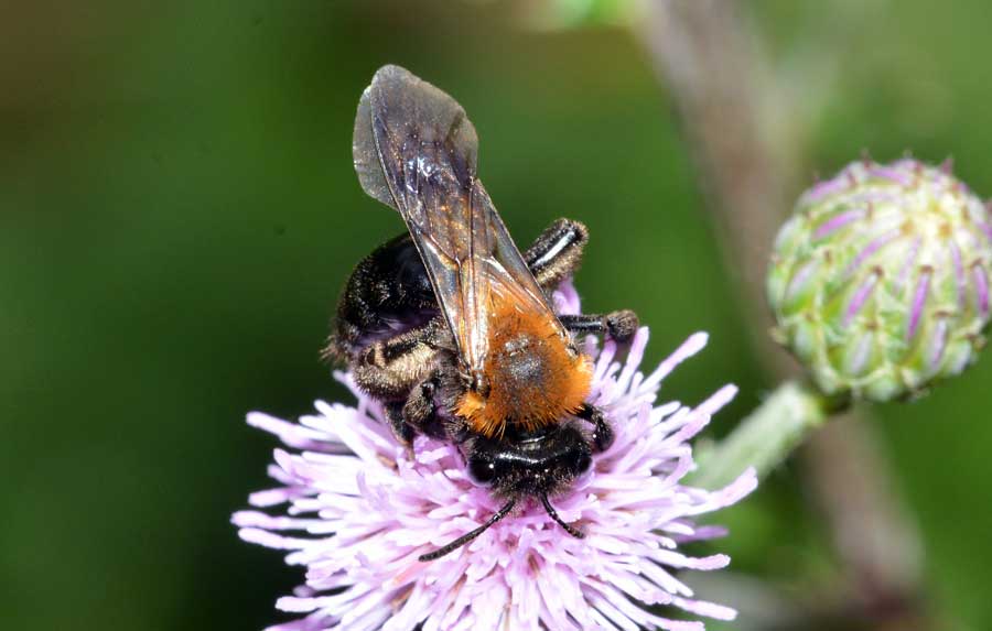 Andrena thoracica, femmina.