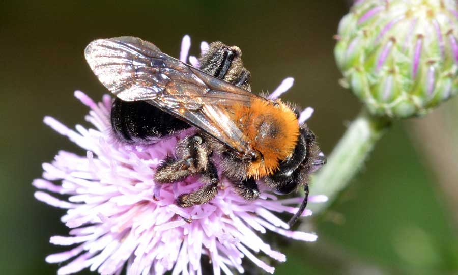 Andrena thoracica, femmina.