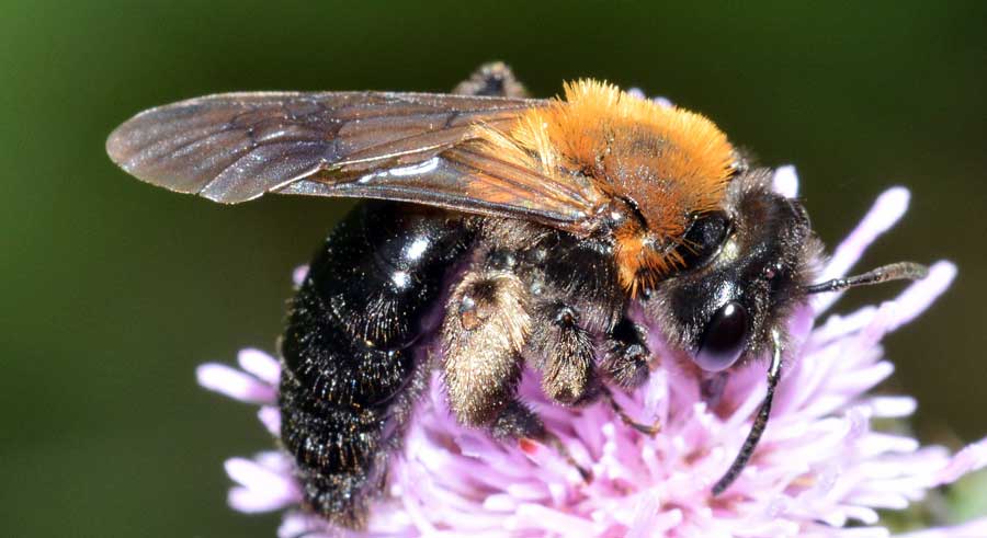 Andrena thoracica, femmina.