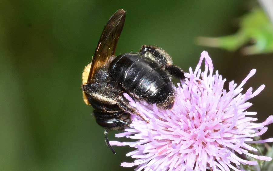 Andrena thoracica, femmina.