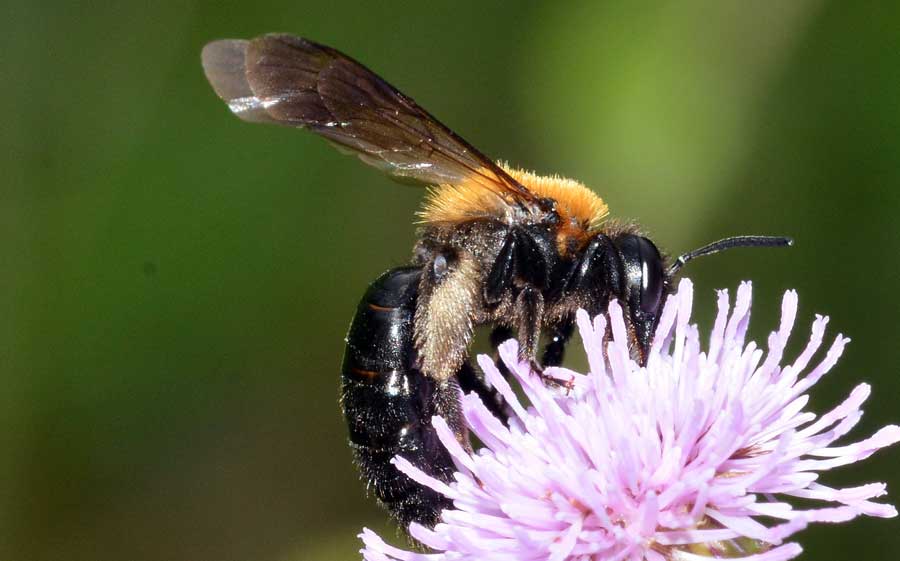 Andrena thoracica, femmina.