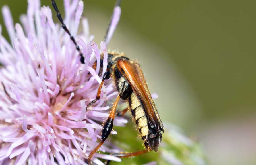 Stenopterus ater