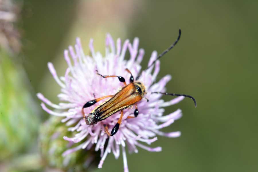 Stenopterus ater