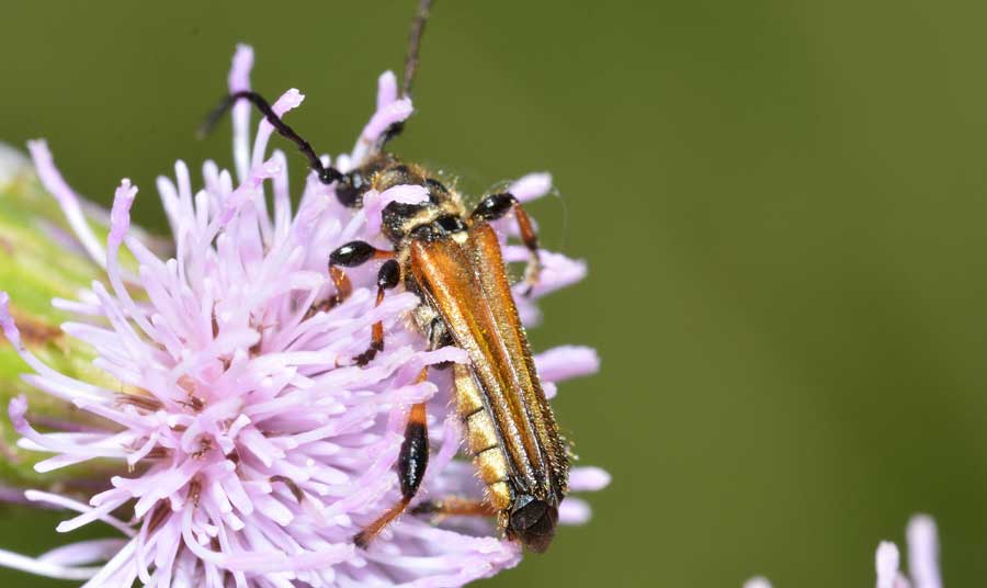 Stenopterus ater