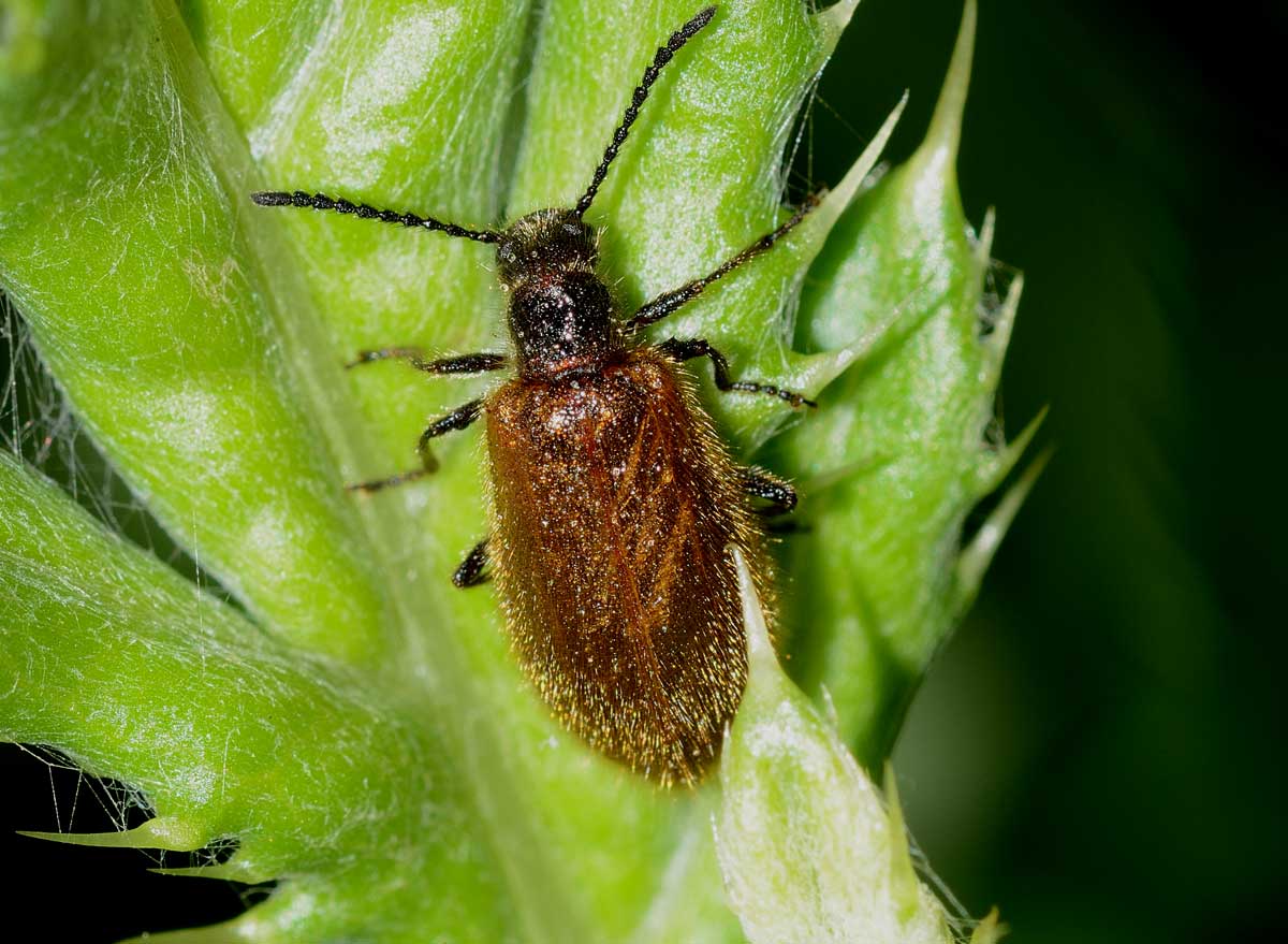 Lagria hirta, Lagriidae/Tenebrionidae