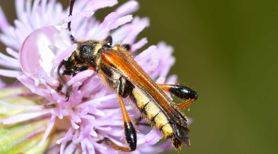 Stenopterus ater