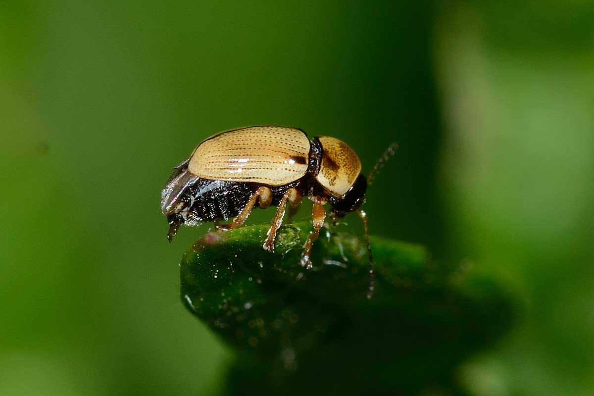 Cryptocephalus fulvus, Chrysomelidae