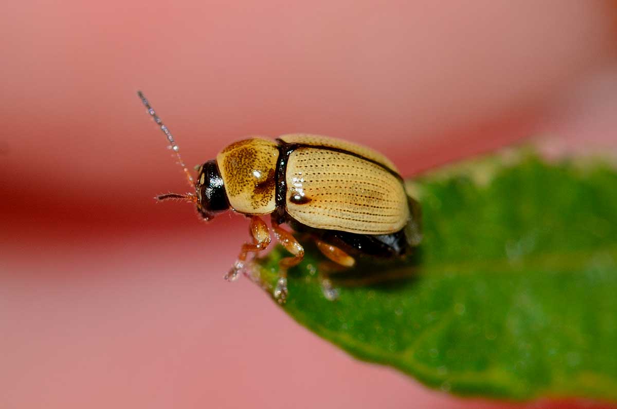 Cryptocephalus fulvus, Chrysomelidae