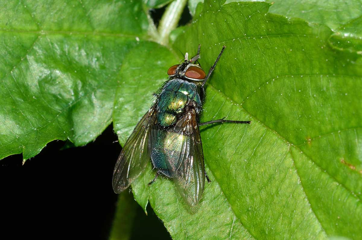 Lucilia femmina (Calliphoridae)