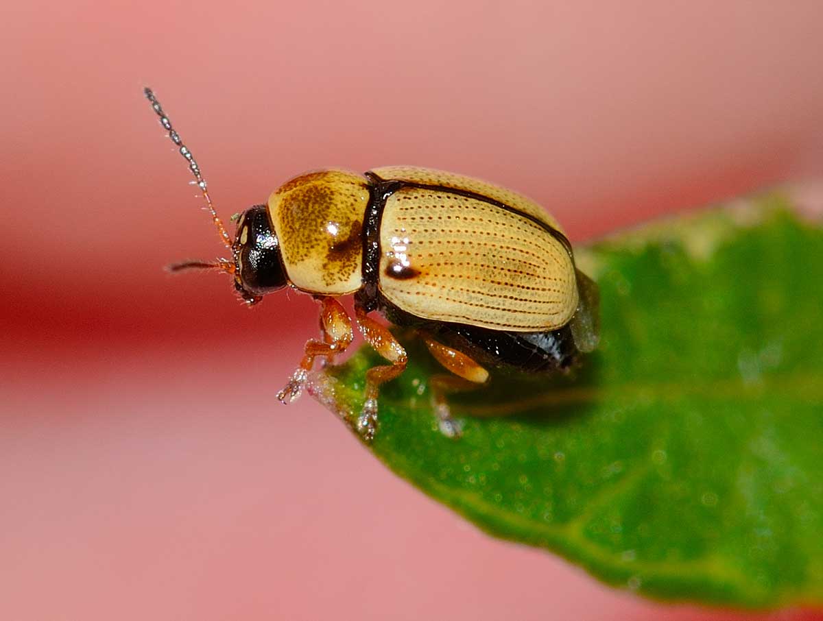 Cryptocephalus fulvus, Chrysomelidae