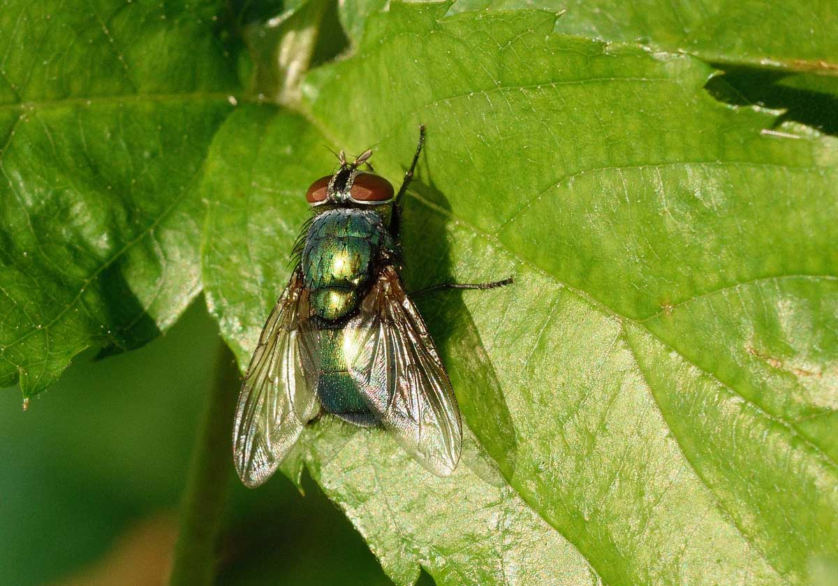 Lucilia femmina (Calliphoridae)