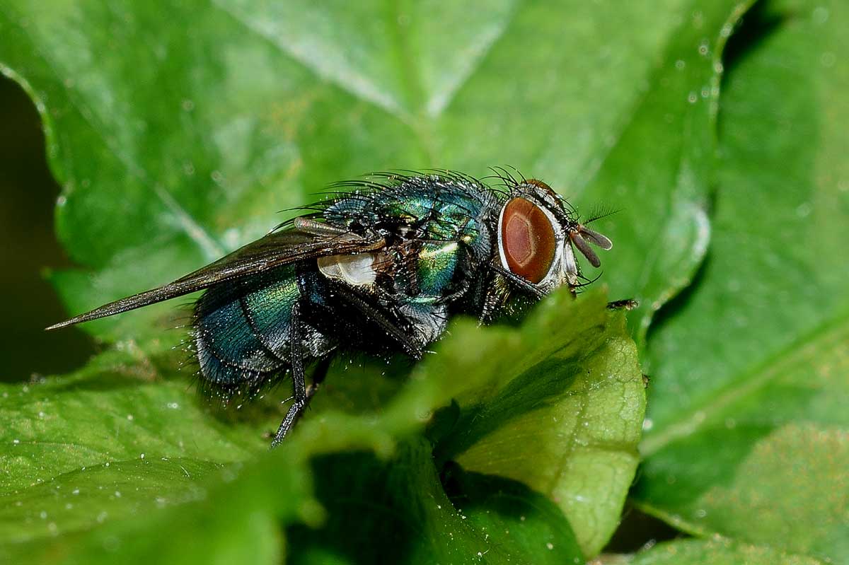 Lucilia femmina (Calliphoridae)