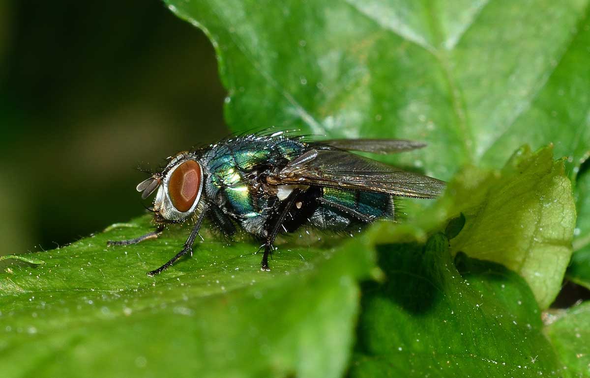 Lucilia femmina (Calliphoridae)