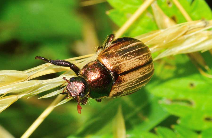 Mimela junii (Rutelidae)