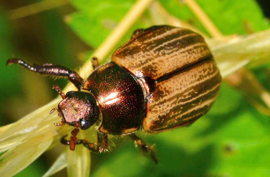 Mimela junii (Rutelidae)