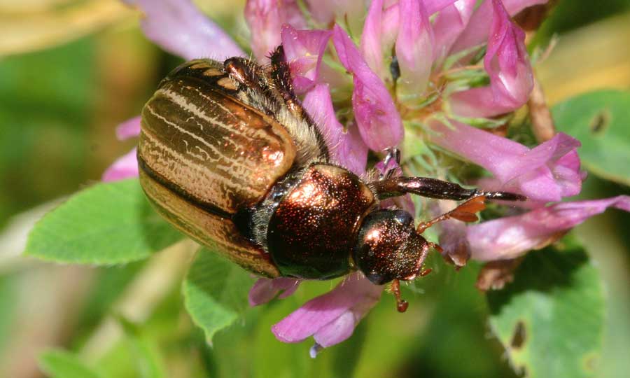 Mimela junii (Rutelidae)