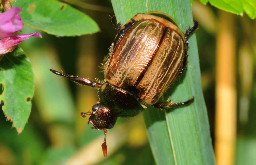 Mimela junii (Rutelidae)