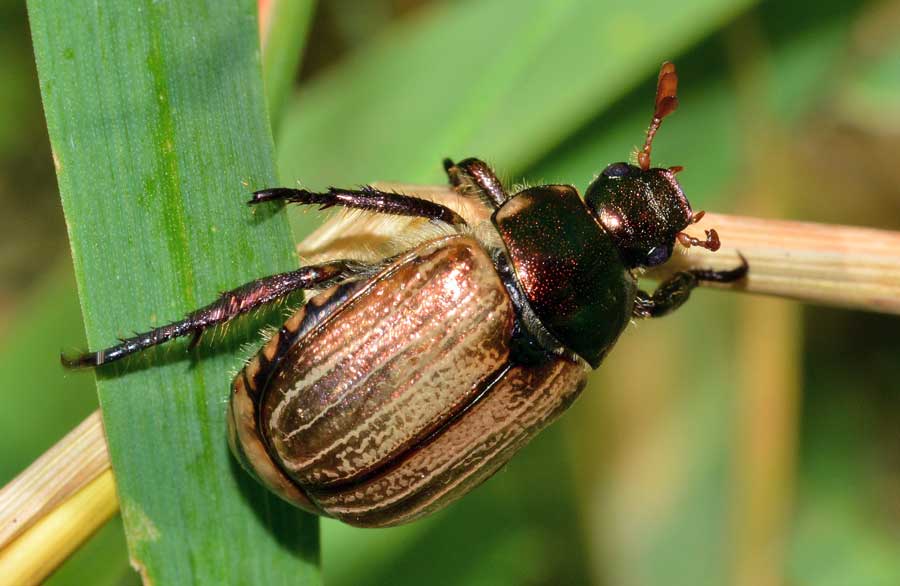 Mimela junii (Rutelidae)