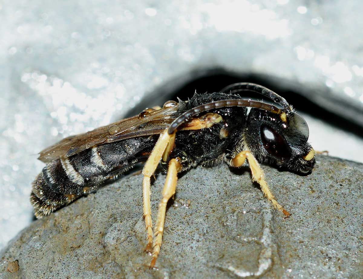 Maschio di Halictus scabiosae (Apidae Halictinae)