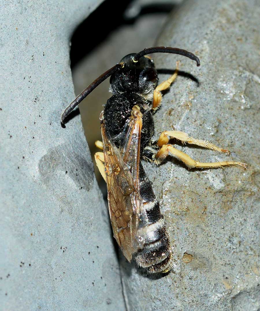 Maschio di Halictus scabiosae (Apidae Halictinae)