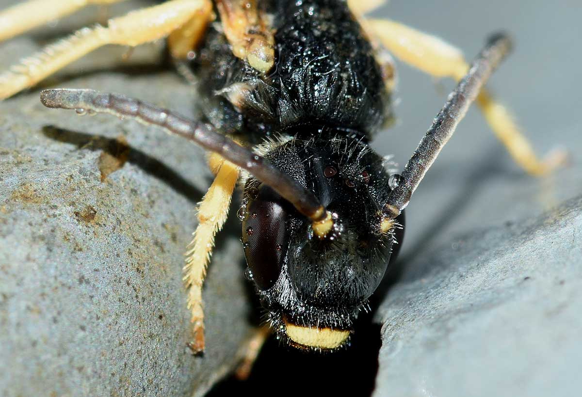 Maschio di Halictus scabiosae (Apidae Halictinae)