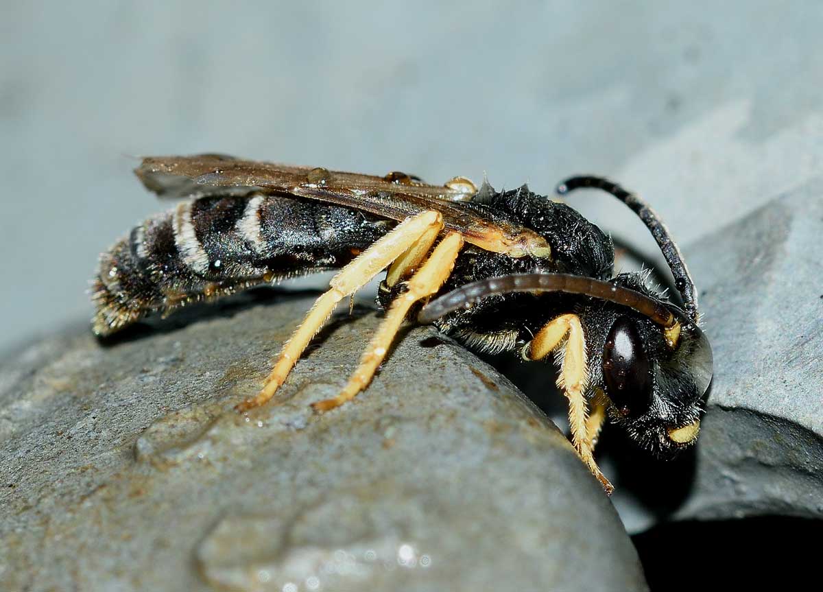 Maschio di Halictus scabiosae (Apidae Halictinae)