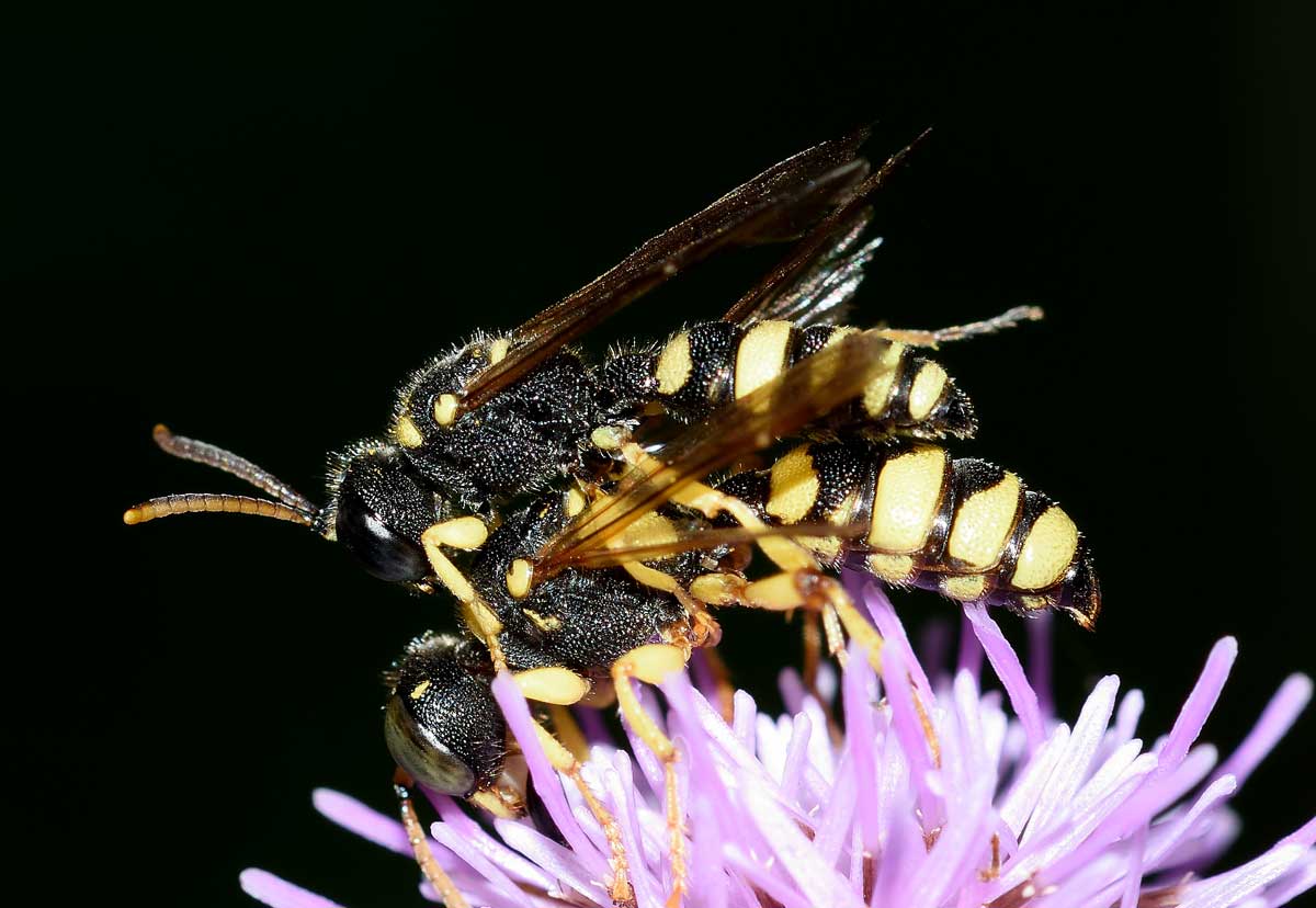 Coppia di Cerceris sabulosa, Crabronidae