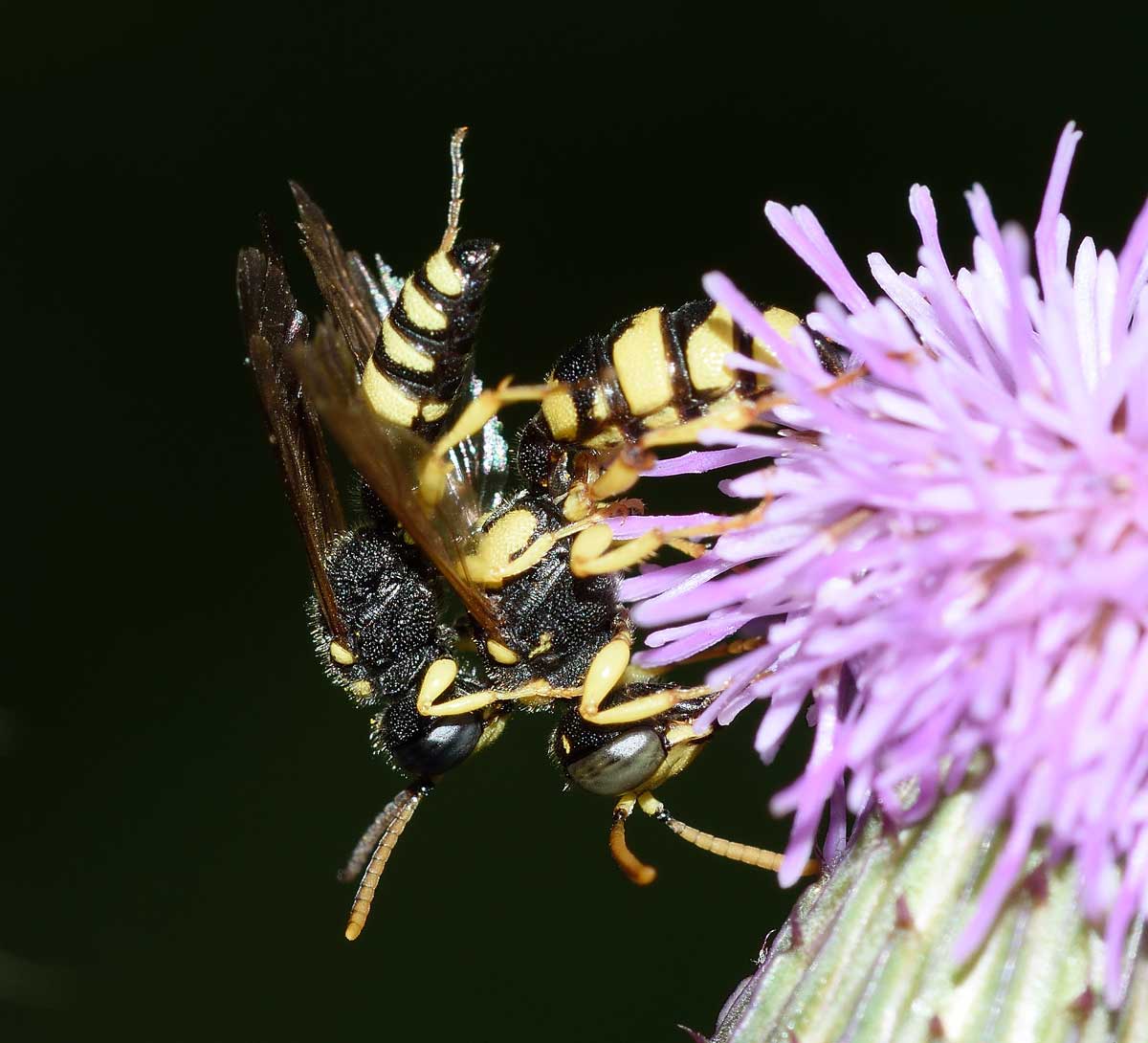 Coppia di Cerceris sabulosa, Crabronidae