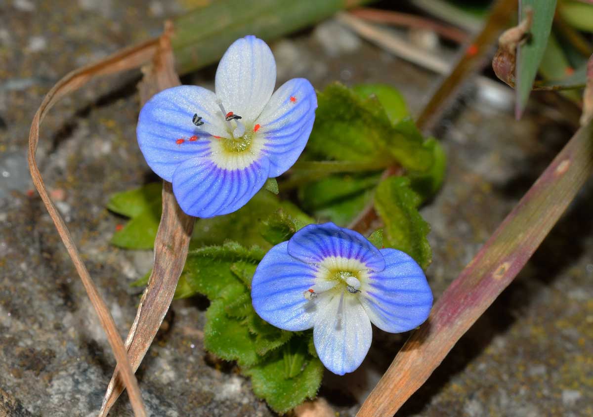 Balaustium sp. (Erythraeidae)