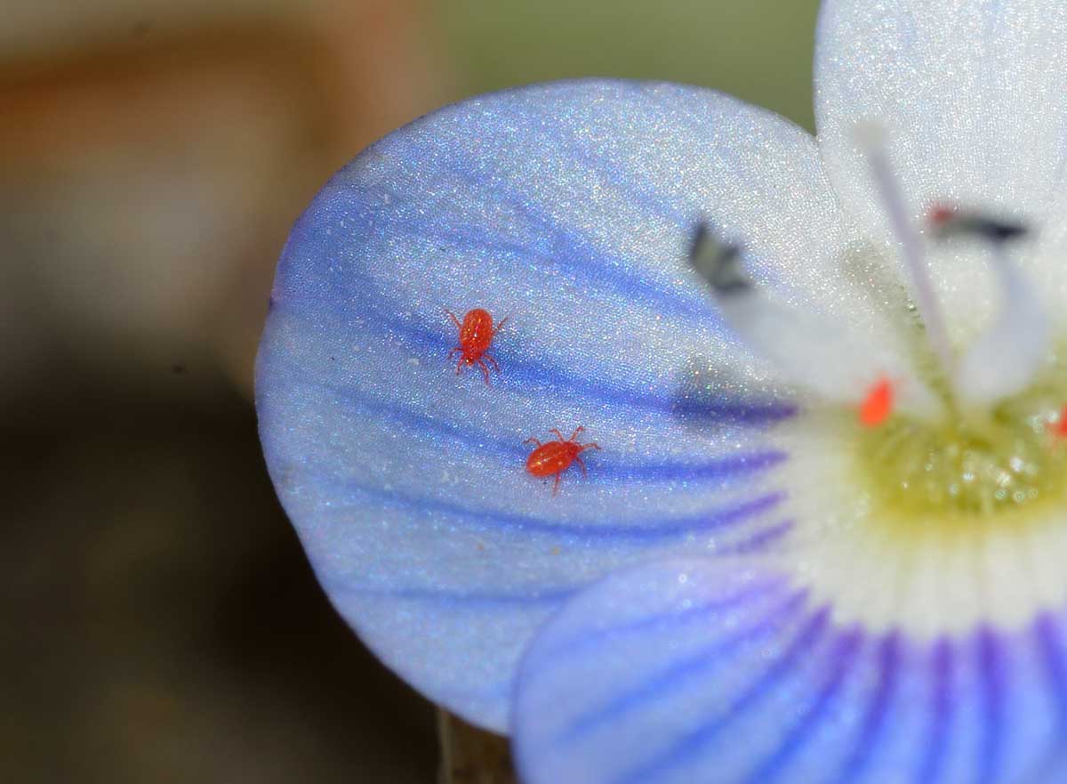 Balaustium sp. (Erythraeidae)