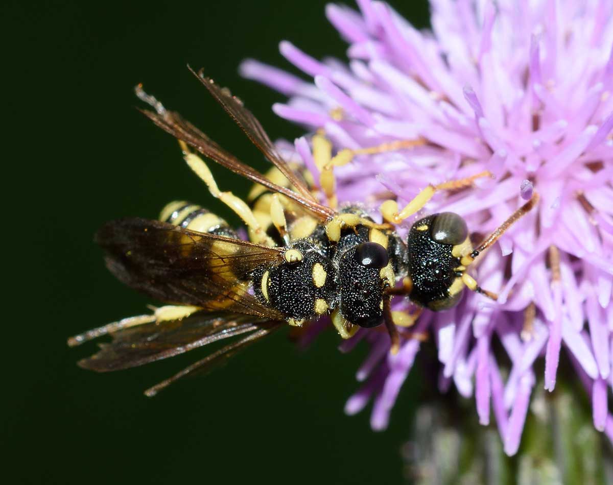 Coppia di Cerceris sabulosa, Crabronidae