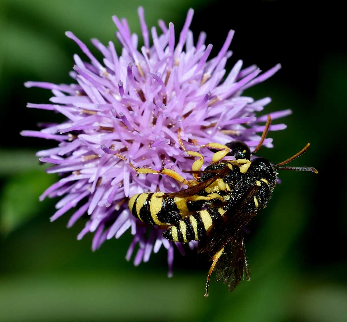 Coppia di Cerceris sabulosa, Crabronidae