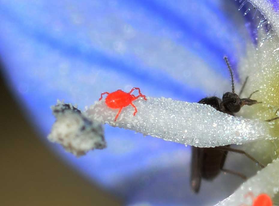 Balaustium sp. (Erythraeidae)