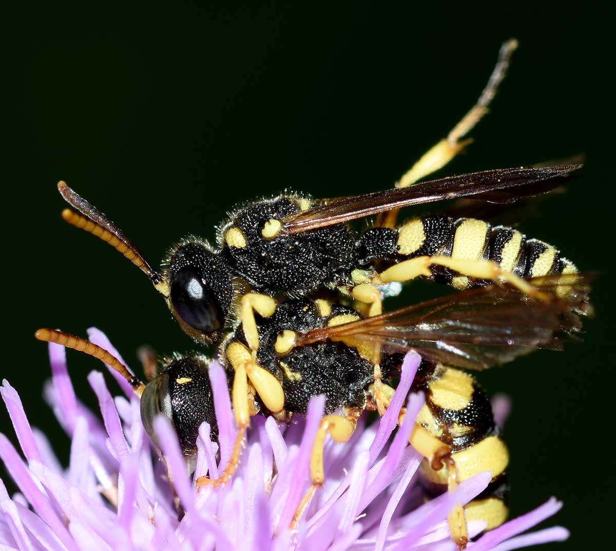 Coppia di Cerceris sabulosa, Crabronidae