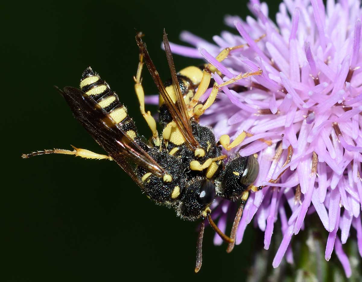 Coppia di Cerceris sabulosa, Crabronidae