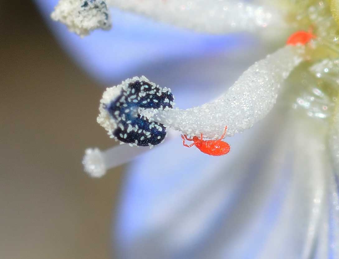 Balaustium sp. (Erythraeidae)