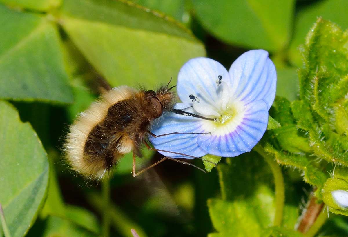 Bombylius major (Bombyliidae)