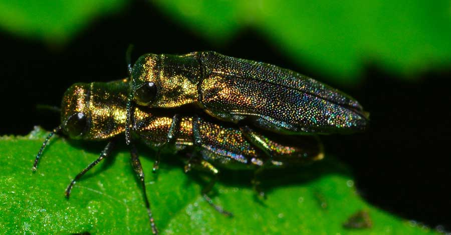 Agrilus sp.