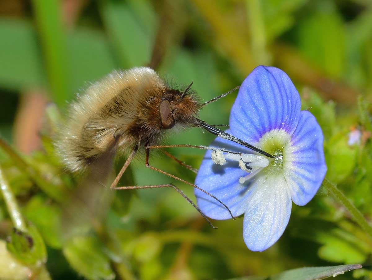 Bombylius major (Bombyliidae)