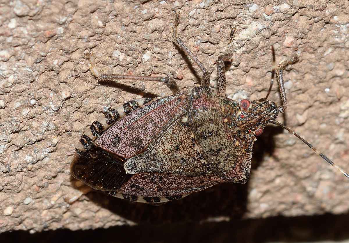 Pentatomidae: Halyomorpha halys