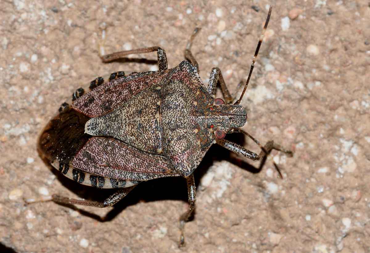 Pentatomidae: Halyomorpha halys