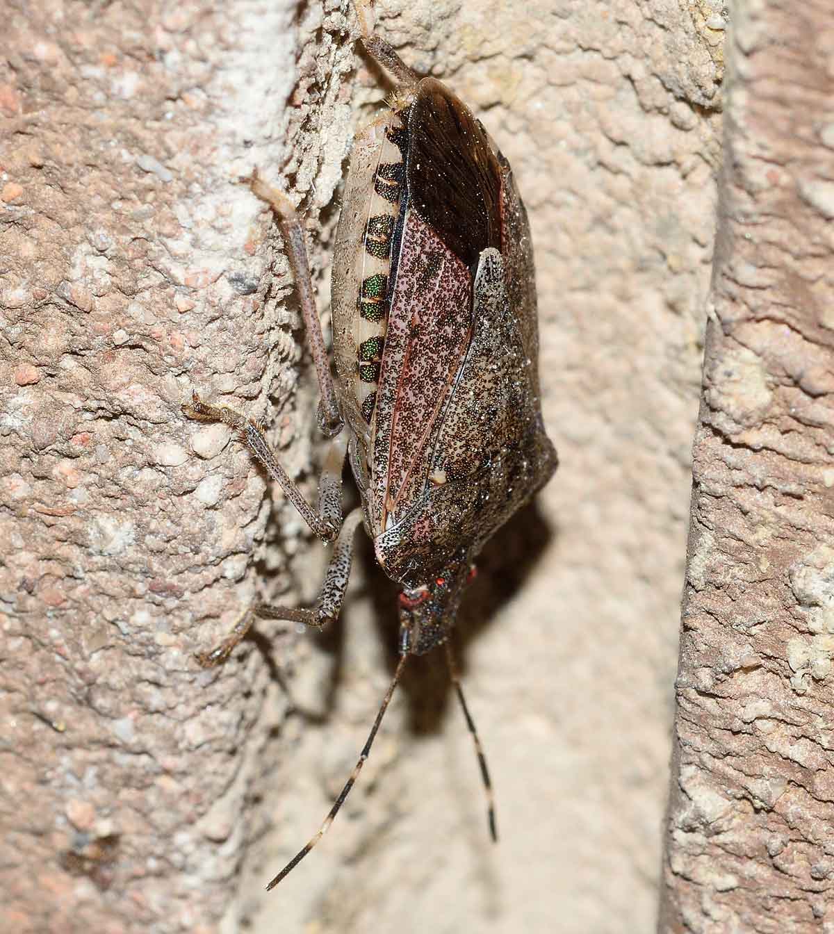 Pentatomidae: Halyomorpha halys