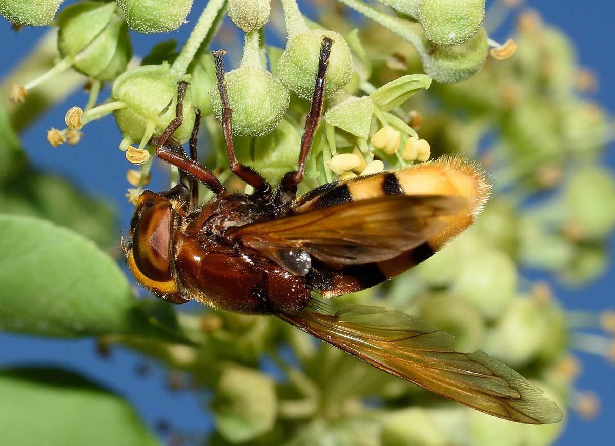 Volucella zonaria femmina (Syrphidae)