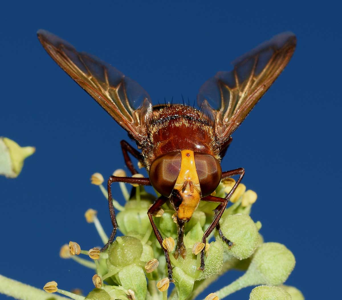 Volucella zonaria femmina (Syrphidae)