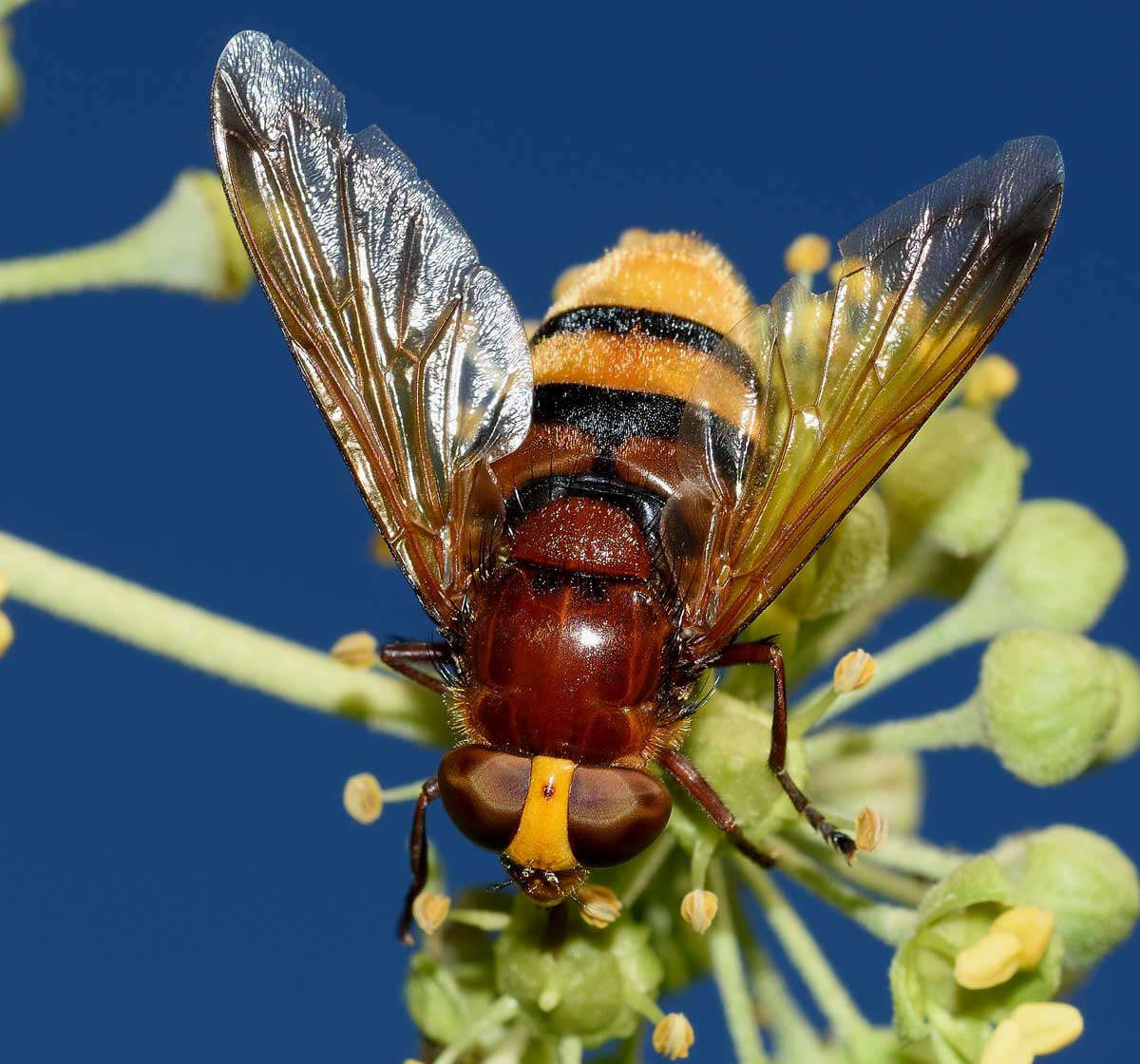 Volucella zonaria femmina (Syrphidae)