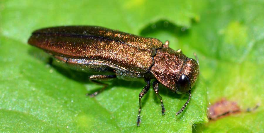 Agrilus sp.