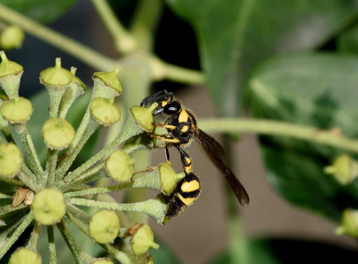 Eumenes coronatus, Vespidae Eumeninae