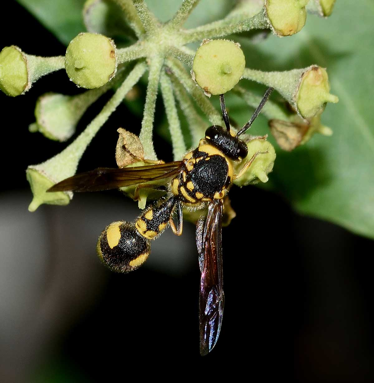 Eumenes coronatus, Vespidae Eumeninae