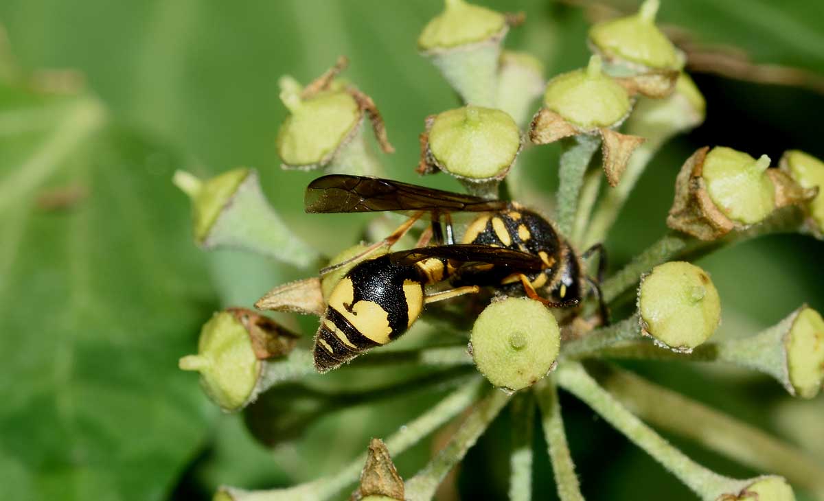 Eumenes coronatus, Vespidae Eumeninae